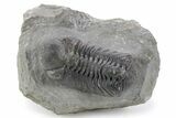 Detailed Austerops Trilobite - Ofaten, Morocco #356919-3
